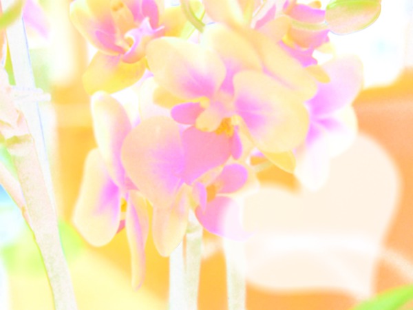 aquarelle orchidee Fotomontasje
