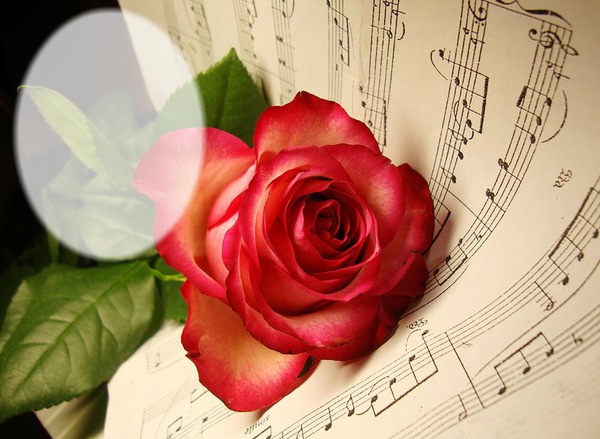 Rosa musical Montage photo