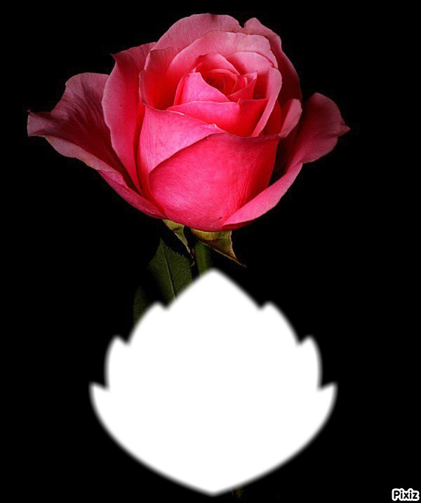 Rose tendresse/* Montage photo