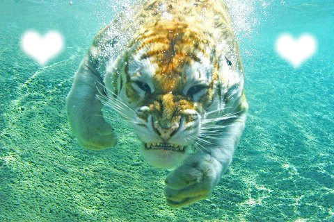 le tigre sous l eau Fotomontaggio