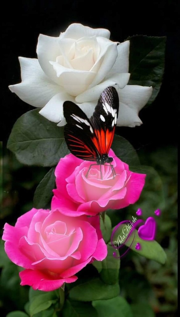 renewilly mariposa y rosas フォトモンタージュ