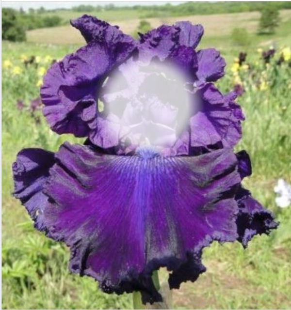 Iris Purple Photo frame effect