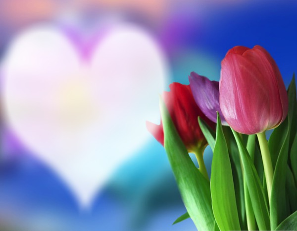 Heart & Tulips Photo frame effect