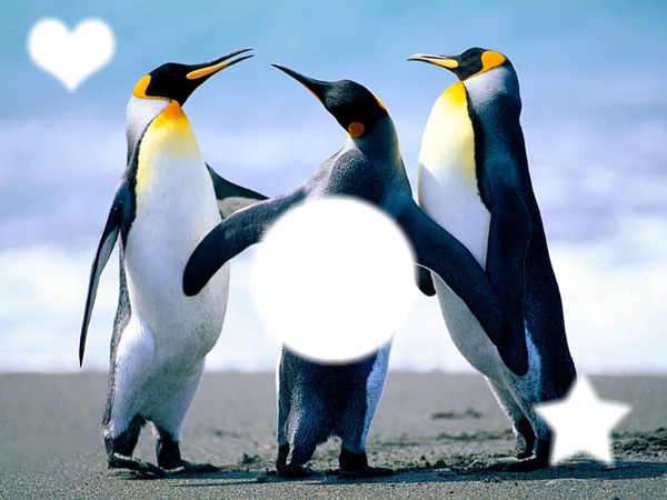 Pinguins. Photomontage