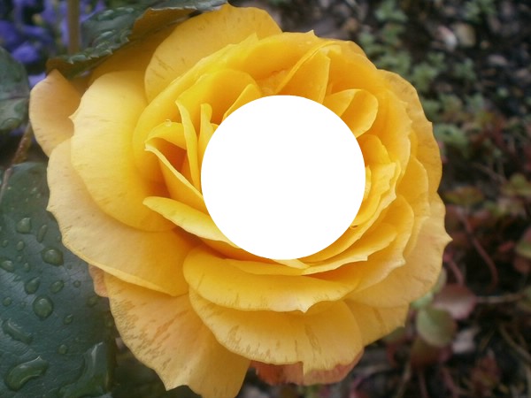 rose jaune laly Valokuvamontaasi