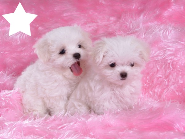 MY PUPPIES ARE STARS Fotomontage