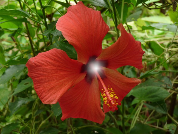 une belle fleur Montaje fotografico