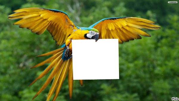 parrot Photo frame effect