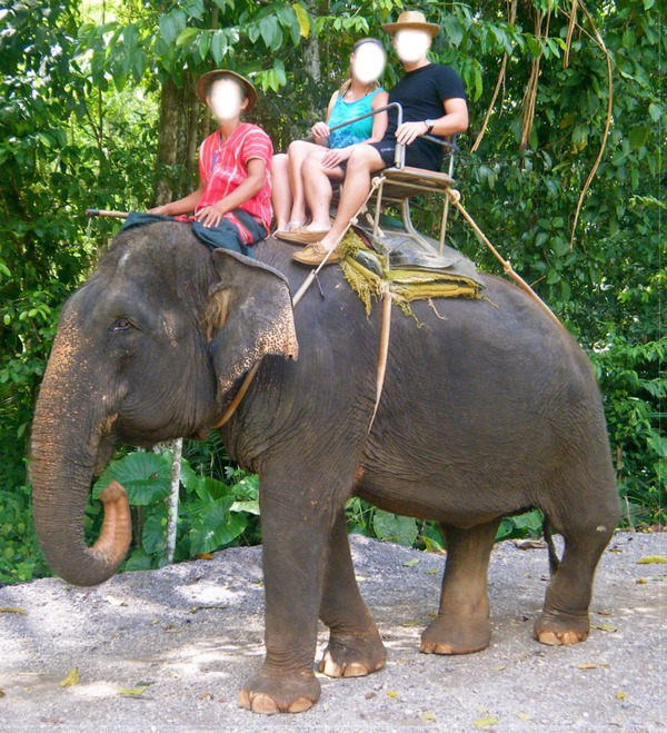 Elephant ride Fotomontaggio