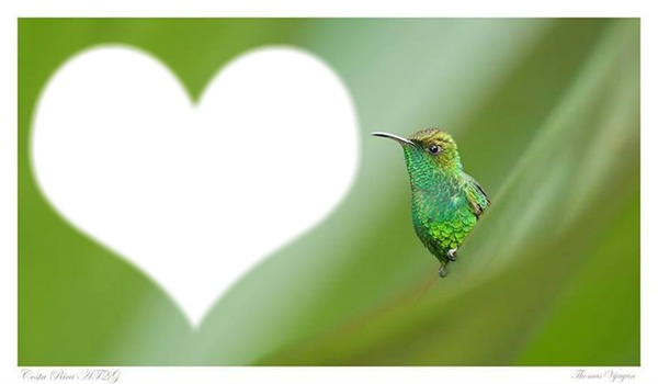 colibri coeur Montaje fotografico