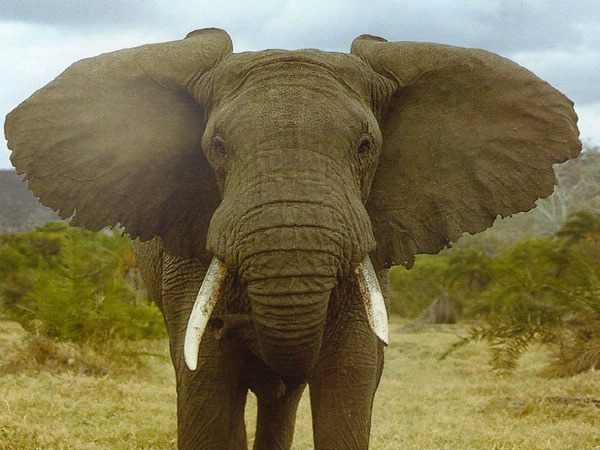 elephant Fotomontažas