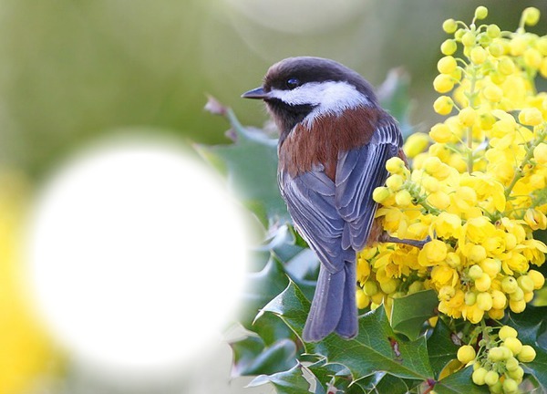 Oiseau-fleurs jaunes Fotoğraf editörü