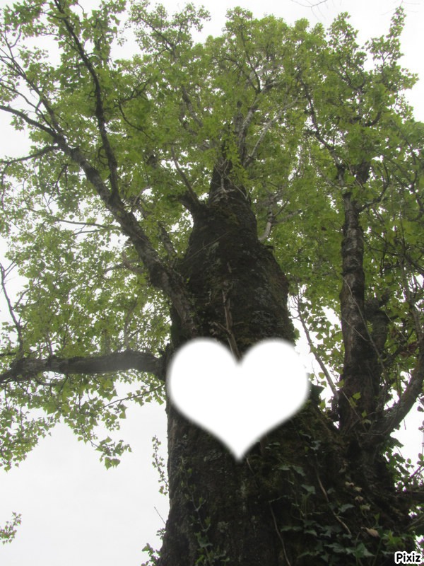 l'arbre de l'amour Fotomontažas