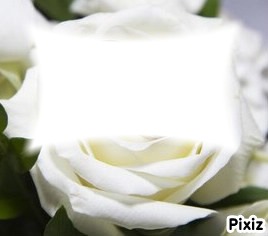 rose blanche Fotomontaža
