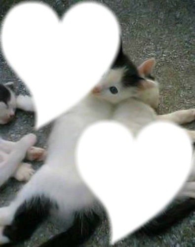 les chatons Montage photo