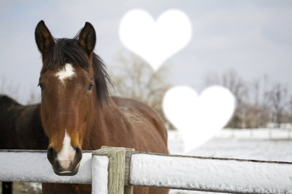 cheval love Photomontage