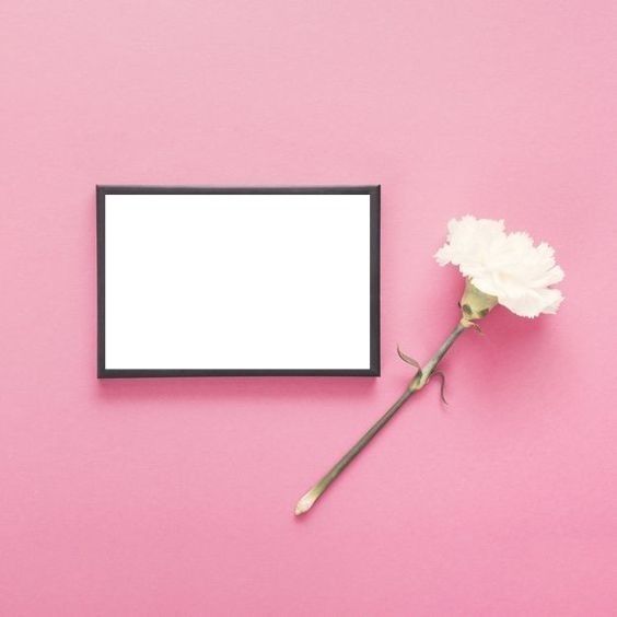 marco y clavel blanco, fondo rosado. Fotomontaža