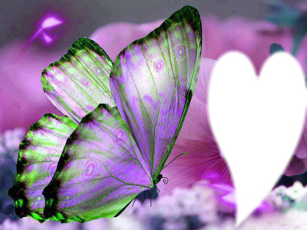 Purple Butterfly Photo frame effect