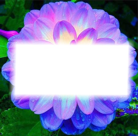 quadro na flor reluzente Fotomontagem