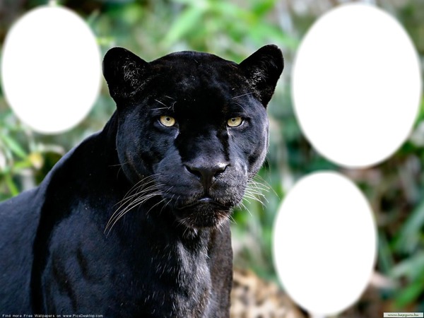 3 pic Black Panther Fotomontasje