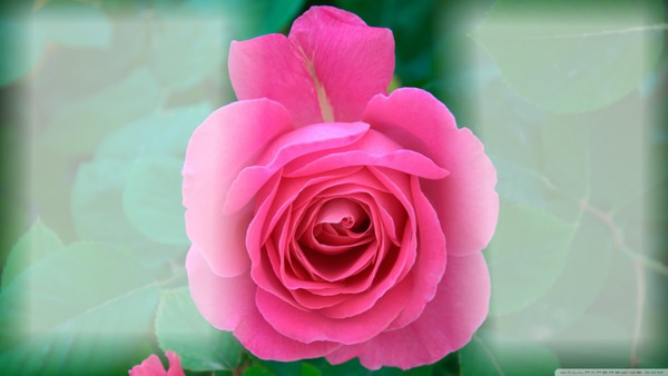 rosa Fotomontage
