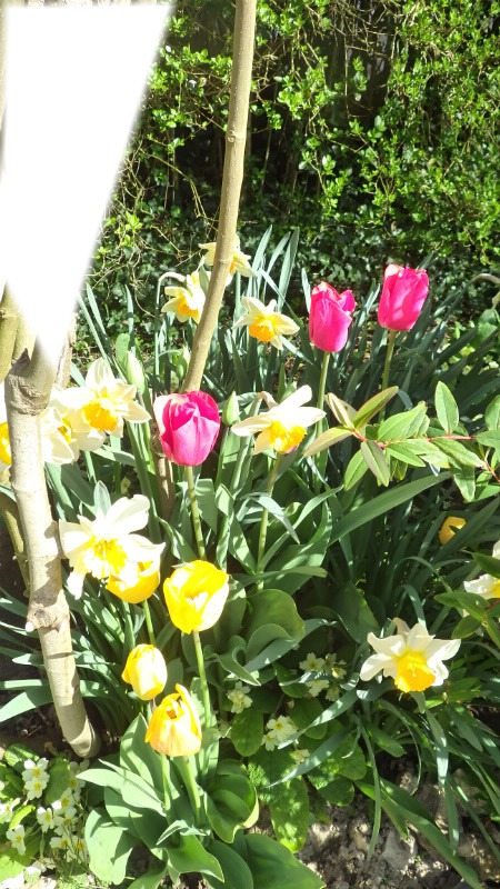 Tulipes Φωτομοντάζ