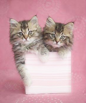 süße Kätzchen Fotomontage
