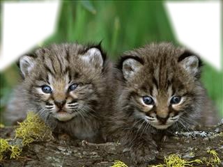 petits lynx Φωτομοντάζ