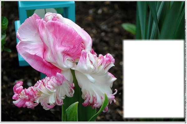Tulipe rose et blanche Photo frame effect