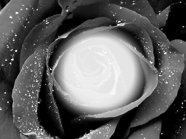 Rose noire Fotomontaż