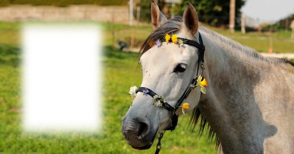 Horses Photo frame effect