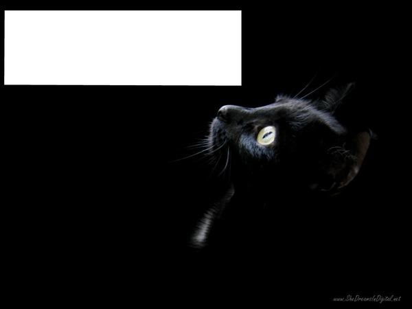 chat noir 1 photo horizontal Fotomontasje