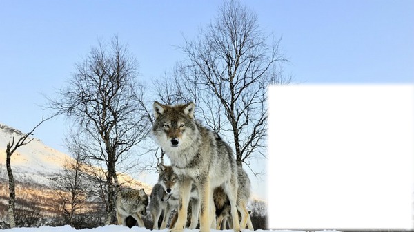 loups blancs Fotomontage
