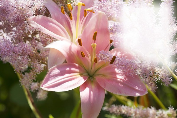 Fleurs Photo frame effect