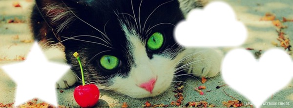 Capa de gatinho , 3 fotos Fotomontagem