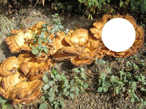 champignons Фотомонтаж
