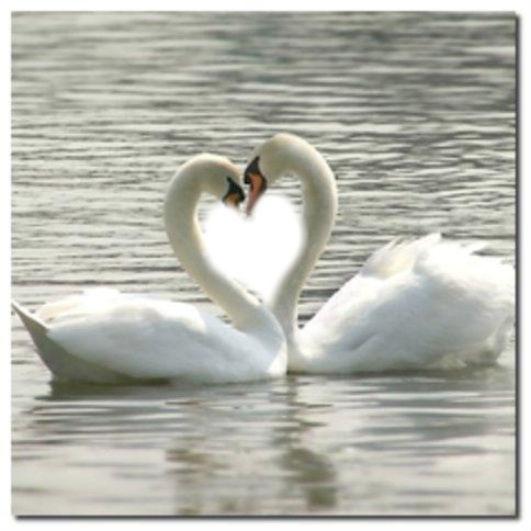 romantic Swans Romantique Cygnes coeur Montaje fotografico