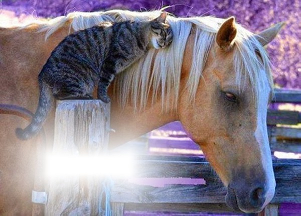 cheval et chat Fotomontaggio