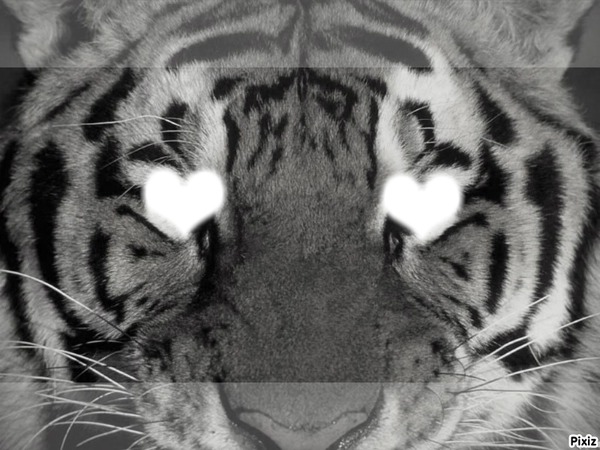 Tigre.. Fotomontaggio