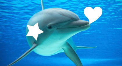 golfinho mais fofo do mundo Fotomontaggio