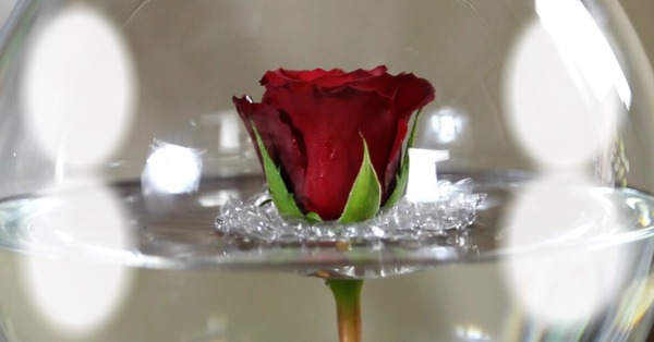 rosas Фотомонтаж