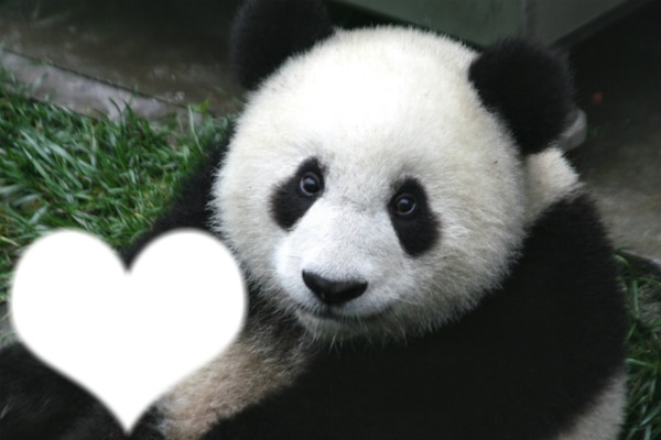 panda forever Fotomontasje