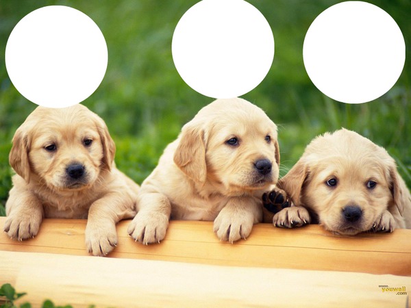 yellow lab pupies Photo frame effect