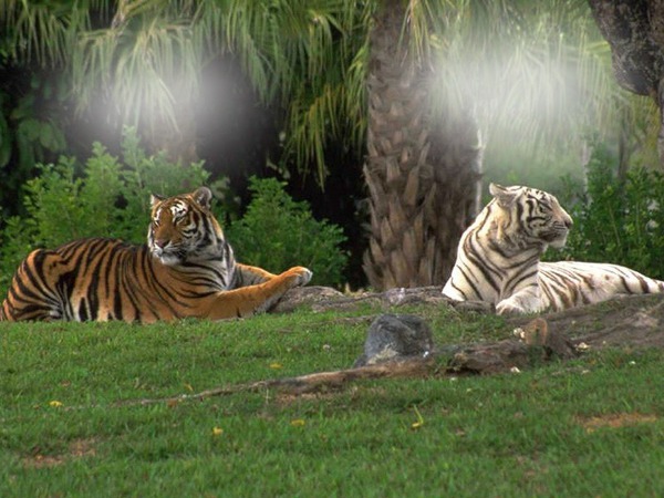 tygrysy Fotomontaż