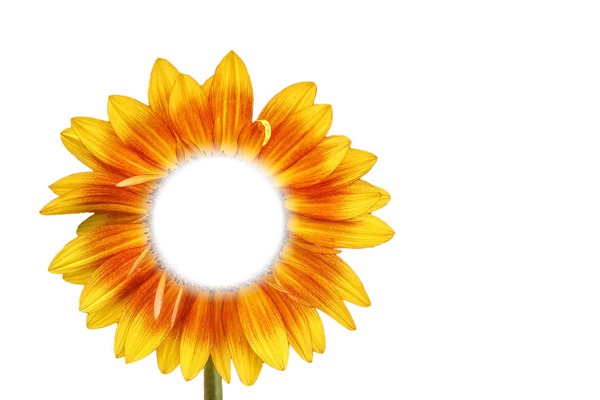 SUNFLOWER PNG Photomontage