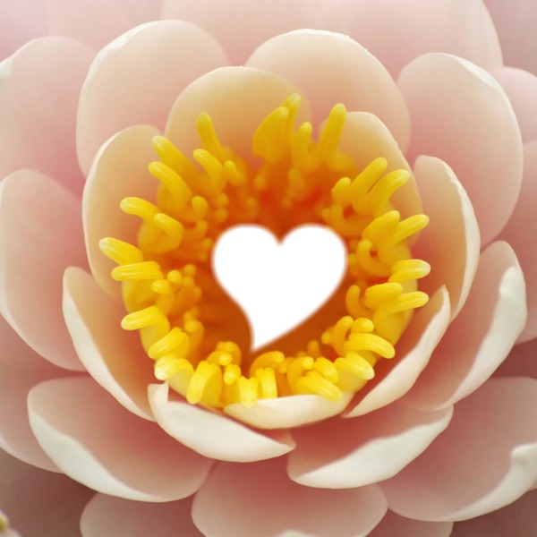coração na flor Montaje fotografico