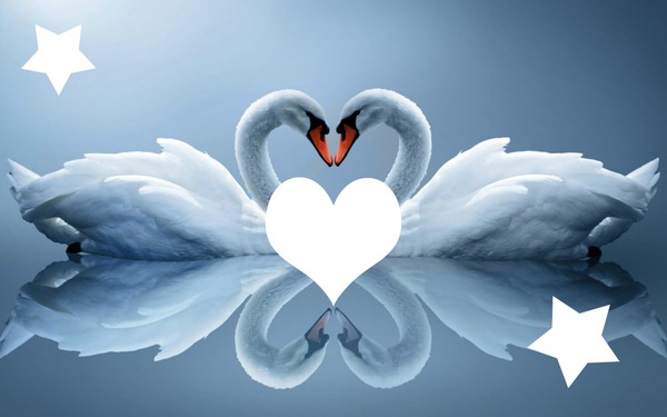 Cisnes del Amor Фотомонтаж