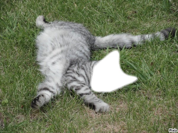 Tête de chaton Photo frame effect