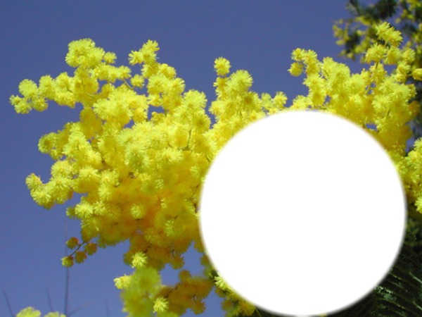 mimosa Montaje fotografico