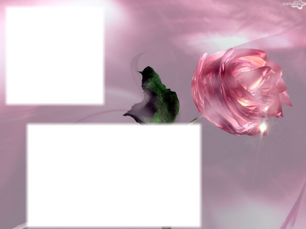 Pink rose Fotomontāža